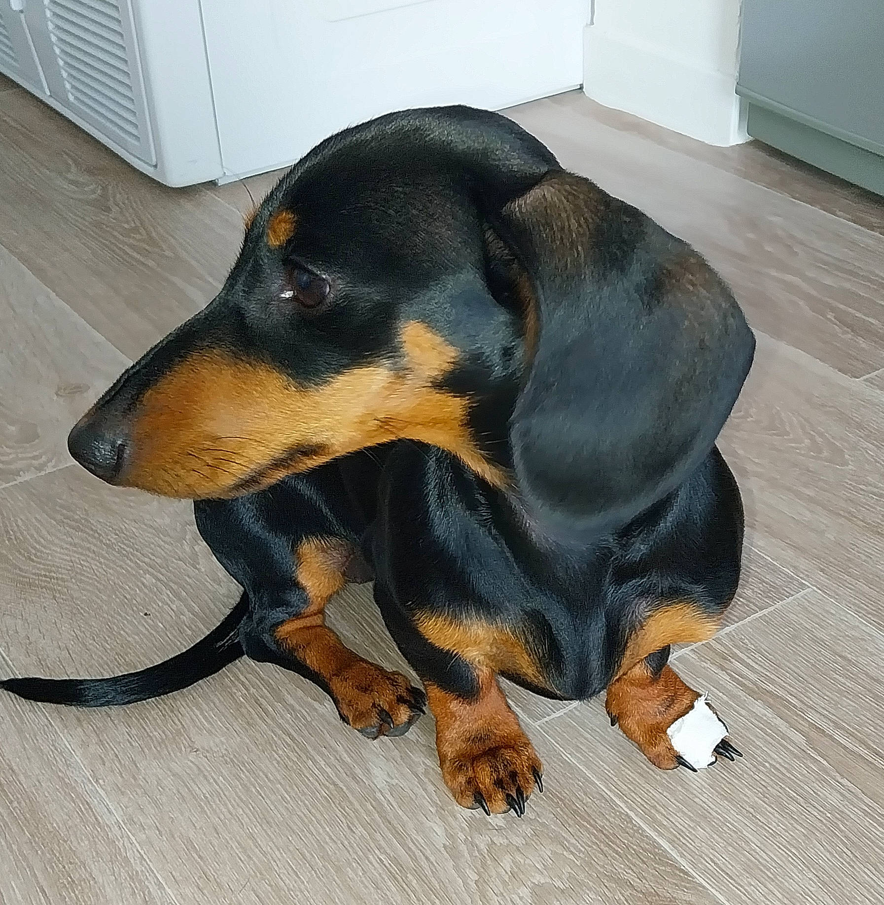 Marcelle a rejoint le concours — aidez-le/la à gagner de superbes lots ! canidae, carnivore, companion_dog, dog, dog_breed, dog_supply, fawn, foot, fur, guard_dog, hound, paw, pinscher, snout, sporting_group, tail, terrestrial_animal, toy_dog, working_animal, working_dog