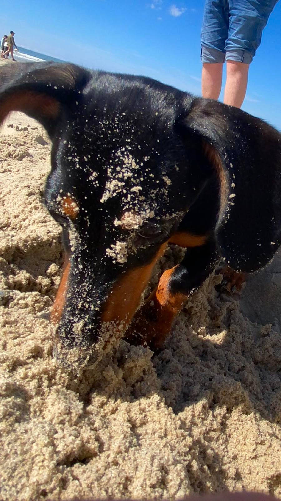 Marcelle a rejoint le concours — aidez-le/la à gagner de superbes lots ! canidae, carnivore, dobermann, dog_breed, event, fun, guard_dog, human_leg, landscape, natural_material, ocean, sand, sky, snout, soil, sporting_group, terrestrial_animal, wildlife, working_animal, working_dog
