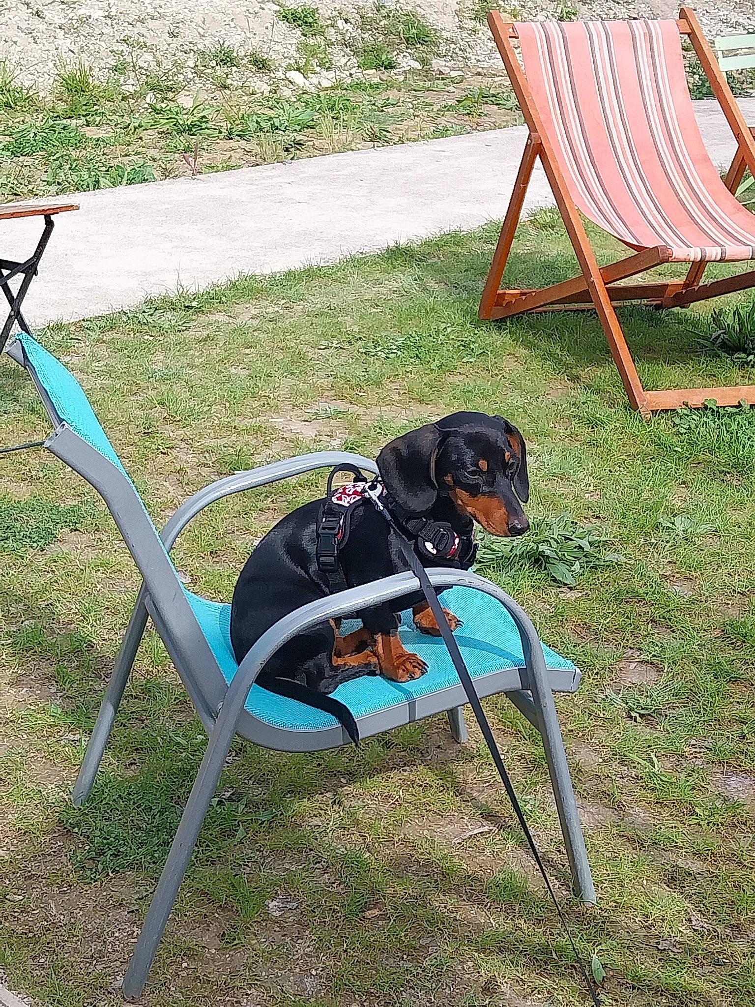 Marcelle participe au concours pour gagner de l'argent avec cette photo : armrest, art, carnivore, chair, companion_dog, dog, dog_breed, fashion_accessory, folding_chair, furniture, grass, lawn, leisure, metal, outdoor_furniture, outdoor_table, plant, sitting, sporting_group, working_animal