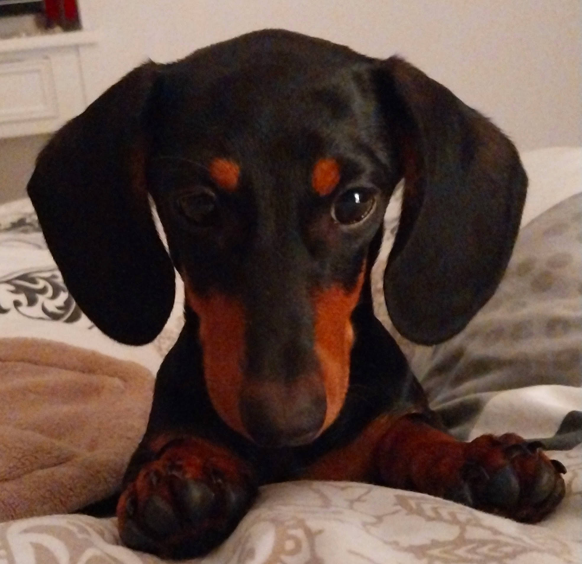 Marcelle a rejoint le concours — aidez-le/la à gagner de superbes lots ! canidae, carnivore, comfort, companion_dog, dog, dog_breed, dog_supply, ear, fawn, fur, guard_dog, hound, liver, pet_supply, scent_hound, snout, sporting_group, whiskers, working_animal, working_dog