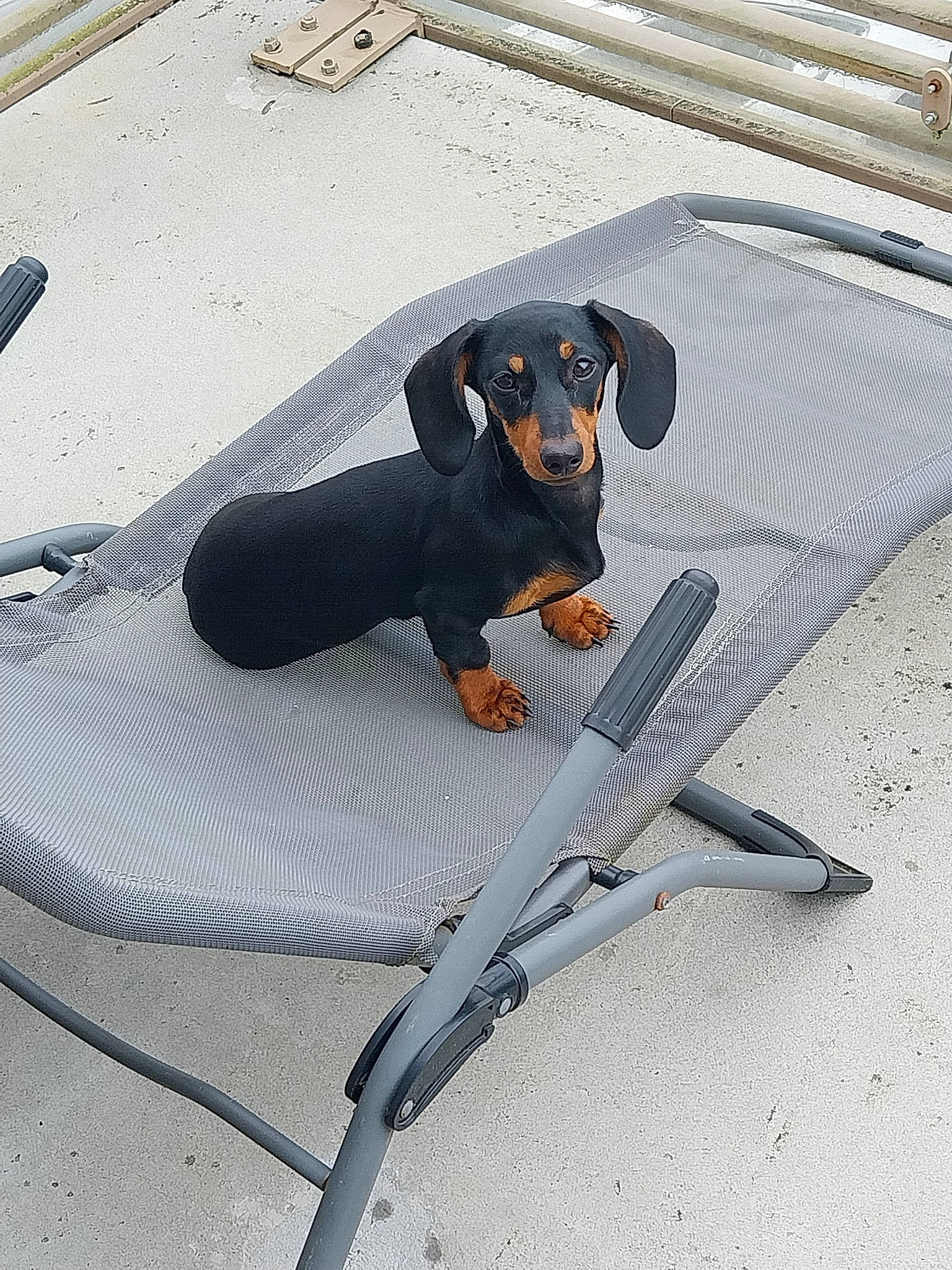 Marcelle participe au concours pour gagner de l'argent avec cette photo : auto_part, automotive_exterior, bumper, canidae, carnivore, collar, comfort, companion_dog, composite_material, dog, dog_breed, dog_supply, grey, guard_dog, paw, sporting_group, toy_dog, windshield, working_animal, working_dog