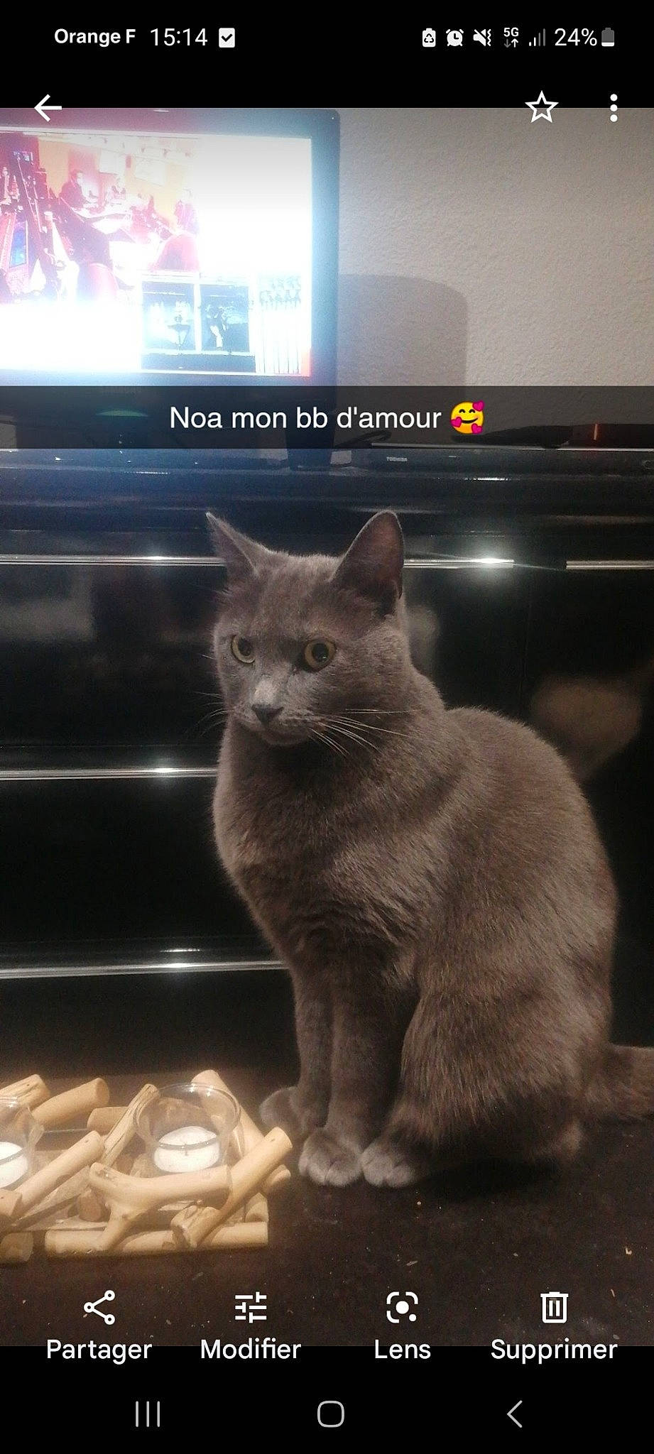 Noa participe au concours pour gagner de l'argent avec cette photo : carnivore, cat, cat_supply, claw, domestic_short_haired_cat, felidae, font, fur, grey, light, paw, photo_caption, russian_blue, small_to_medium_sized_cats, tail, terrestrial_animal, whiskers, wildlife, window