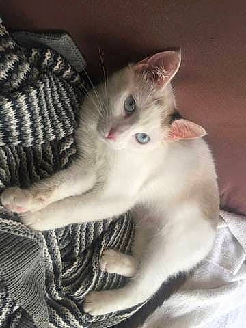 Mélodie participe au concours pour gagner de l'argent avec cette photo : asian, carnivore, cat, colorpoint_shorthair, domestic_short_haired_cat, european_shorthair, fawn, felidae, javanese, kitten, mammal, ojos_azules, polydactyl_cat, ragdoll, small_to_medium_sized_cats, turkish_angora, vertebrate, whiskers