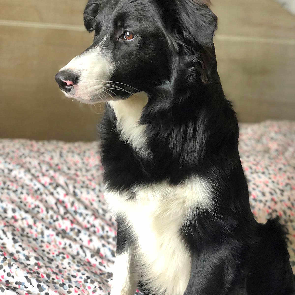 Gulf a rejoint le concours — aidez-le/la à gagner de superbes lots ! animal, ball, bed, bedroom, canine, cockerspaniel, collie, couch, dog, furniture, goldenretriever, hound, husky, labradorretriever, pet, puppy, snout, sport, tennis, tennisball