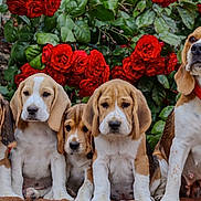 Samy participe au concours pour gagner de l'argent avec cette photo : animal, beagle, collar, cute, dog, ears, family, flowers, fur, garden, green_leaves, mother_dog, nature, nose, outdoor, pets, puppies, red_roses, sitting, wooden_door