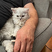 Athena is registered to the contest to win money with this photo: arm, cat, couch, cozy, cute, domestic_animal, fluffy, fur, furniture, gray_couch, hand, home, indoor, kitten, living_room, person, pet, relaxing, resting, white_cat