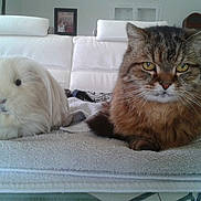 Cookie participe au concours pour gagner de l'argent avec cette photo :