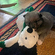 Alf is registered to the contest to win money with this photo: puppy, dog, stuffed_animal, toy, rug, floor, wooden_floor, indoor, pet, playful, cute, fur, animal, small_dog, carpet, home, green_pot, colorful, soft_toy, nibble