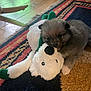 puppy, dog, stuffed_animal, toy, rug, floor, wooden_floor, indoor, pet, playful, cute, fur, animal, small_dog, carpet, home, green_pot, colorful, soft_toy, nibble