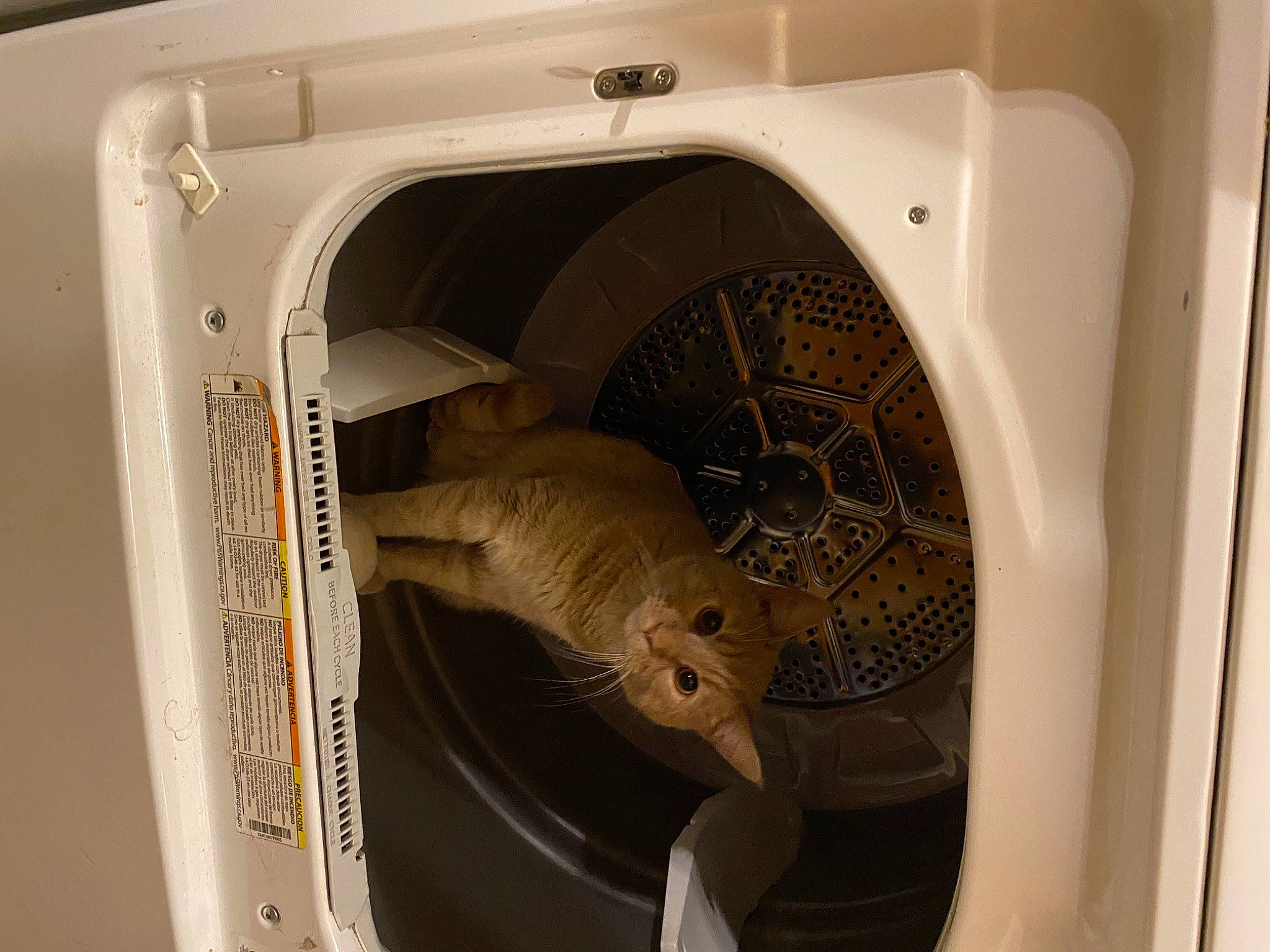 Gizzy is registered to the contest to win money with this photo: gas, home_appliance, laundry, machine, major_appliance, reptile, room, terrestrial_animal