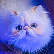 Abigail Amore' joined the competition — help win amazing prizes! cat, fluffy, white, blue_eyes, close_up, pet, indoor, fur, whiskers, cute, animal, portrait, mammal, face, expression, soft_light, purple_light, relaxed, domestic_cat, feline