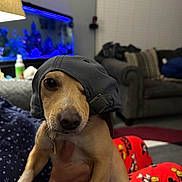 Oslo joined the competition — help win amazing prizes! dog, cap, baseball_cap, pet, indoor, living_room, person, hand, pajamas, mickey_mouse, red_pants, sofa, pillows, fish_tank, lamp, wall, window_blinds, casual, cute, animal