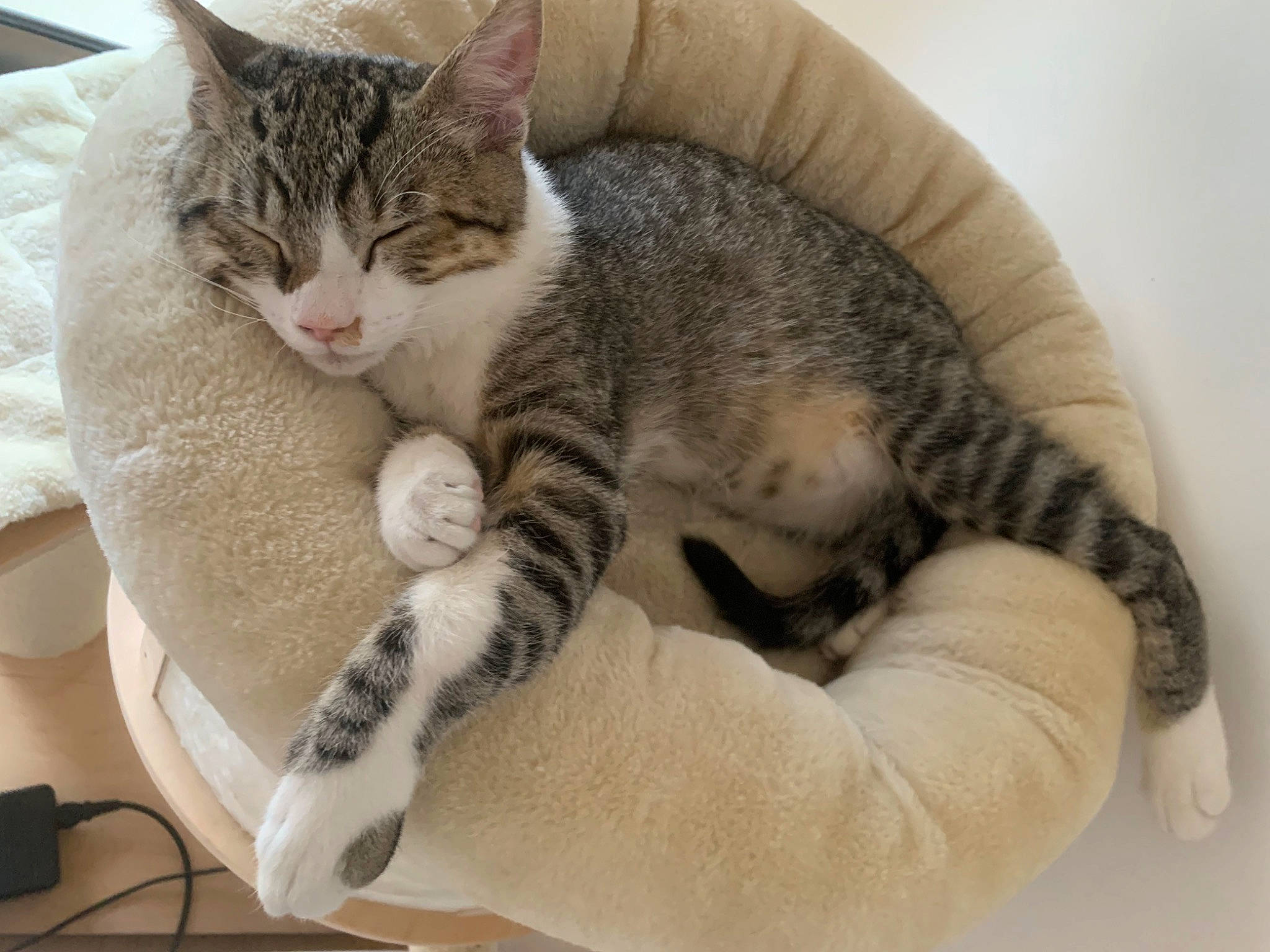 Zorro a rejoint le concours — aidez-le/la à gagner de superbes lots ! carnivore, cat, claw, comfort, domestic_short_haired_cat, ear, felidae, fur, nap, paw, sleep, small_to_medium_sized_cats, snout, tail, whiskers