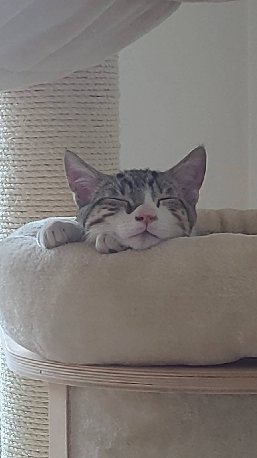 Zorro a rejoint le concours — aidez-le/la à gagner de superbes lots ! box, carnivore, cat, cat_bed, club_chair, comfort, couch, domestic_short_haired_cat, door, felidae, fur, grey, linens, packing_materials, room, slipcover, small_to_medium_sized_cats, tail, whiskers, window