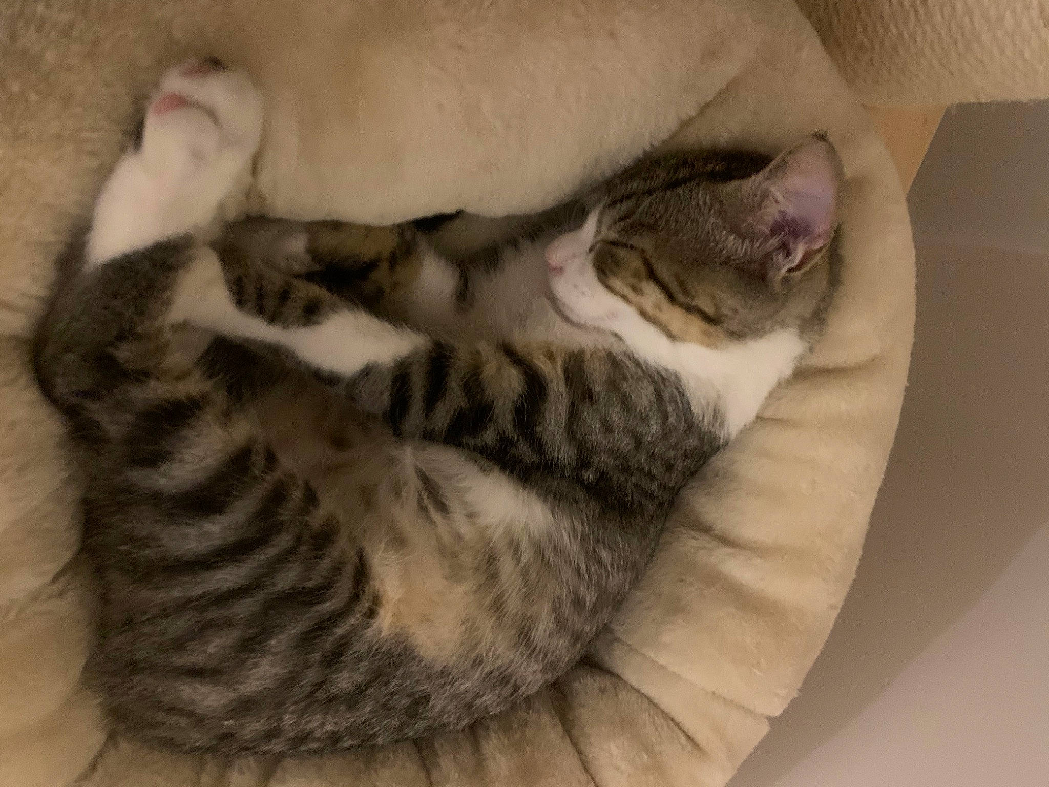 Zorro a rejoint le concours — aidez-le/la à gagner de superbes lots ! carnivore, cat, claw, comfort, domestic_short_haired_cat, ear, fawn, felidae, fur, nap, paw, sleep, small_to_medium_sized_cats, snout, tail, terrestrial_animal, whiskers