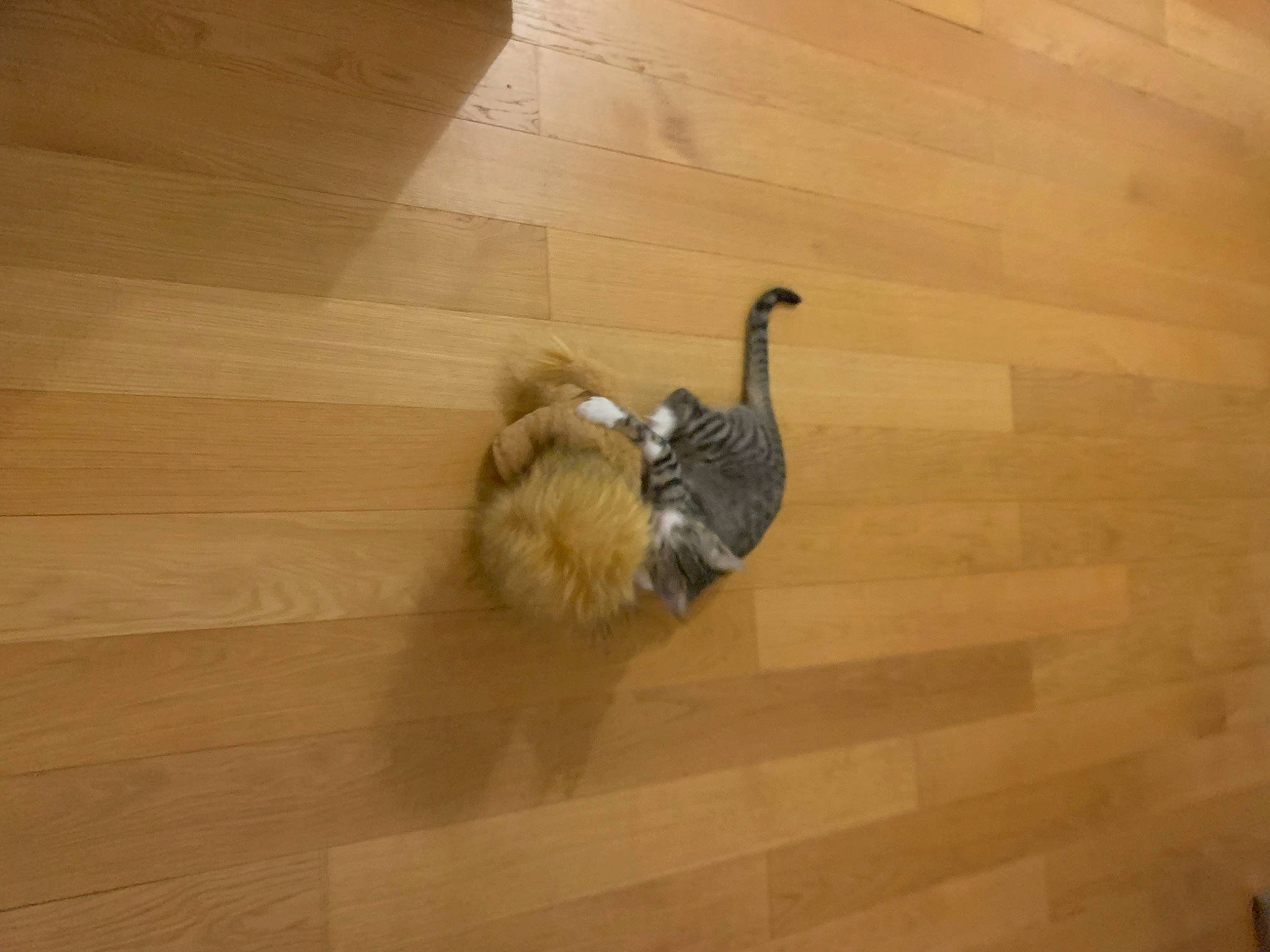 Zorro participe au concours pour gagner de l'argent avec cette photo : _geese_and_swans, beak, bird, chicken, ducks, feather, flightless_bird, floor, flooring, fowl, galliformes, hardwood, livestock, phasianidae, poultry, tail, tints_and_shades, wall, waterfowl, wing