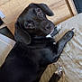 dog, black_dog, pet, indoor, couch, furniture, wood_floor, paw, looking_up, relaxed, animal, canine, companion, cute, laying_down, fur, domestic_animal, resting, brown_eyes, ear