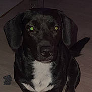 Bounty a rejoint le concours — aidez-le/la à gagner de superbes lots ! dog, black_dog, white_chest, pet, indoor, floor, wooden_floor, sitting, animal, canine, ears, tail, paw, flash_reflection, looking_up, domestic, companion, cute, pet_indoor, alert