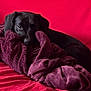 Bounty participe au concours pour gagner de l'argent avec cette photo : dog, black_dog, blanket, plush_blanket, red_couch, indoor, pet, resting, relaxed, fur, canine, comfort, sleepy, home, cozy, portrait, animal, laying_down, soft_texture, domestic