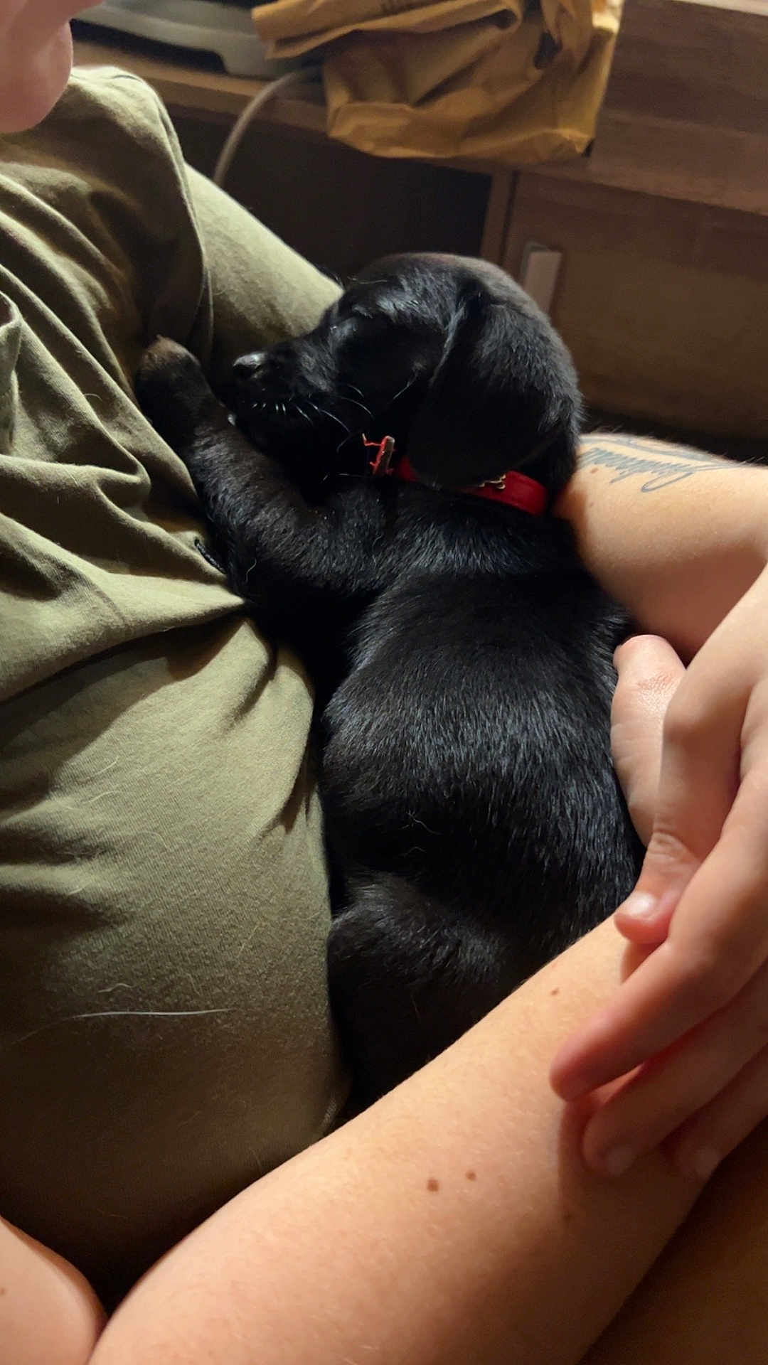Bounty a rejoint le concours — aidez-le/la à gagner de superbes lots ! puppy, black_dog, sleeping, cuddle, human_arm, indoor, person, casual_clothing, closeup, relaxation, pet, companion, soft_light, tattoo, red_collar, comfort, resting, animal, friendship, warmth