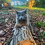 animal, autumn, backyard, cat, close_up, daylight, eyes, fur, garden, gray_cat, leaves, log, mammal, nature, outdoor, pet, relaxing, sunlight, tree_bark, wildlife