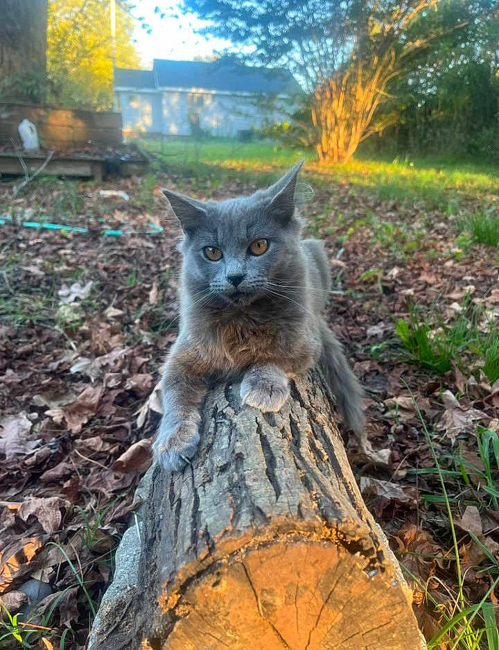 Fluffy