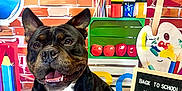 Stash joined the competition — help win amazing prizes! animal, architecture, blackboard, bostonbull, brick, building, bulldog, canine, dog, face, frenchbulldog, head, indoors, interiordesign, person, pet, photography, portrait, puppy, wall
