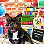 animal, architecture, blackboard, bostonbull, brick, building, bulldog, canine, dog, face, frenchbulldog, head, indoors, interiordesign, person, pet, photography, portrait, puppy, wall