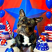 Stash is registered to the contest to win money with this photo: animal, balloon, bulldog, canine, clothing, cream, dessert, dog, flag, food, frenchbulldog, hat, icing, people, person, pet, plant, pottedplant, puppy, sphere