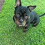 Stash joined the competition — help win amazing prizes! animal, boxer, bulldog, canine, dog, field, frenchbulldog, grass, grassland, green, lawn, machine, nature, outdoors, pet, pitbull, plant, puppy, wheel, yard