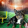 Stash joined the competition — help win amazing prizes! americanfootball, americanfootballball, animal, architecture, arena, ball, building, bulldog, canine, dog, face, field, football, frenchbulldog, head, person, pet, photography, portrait, sport
