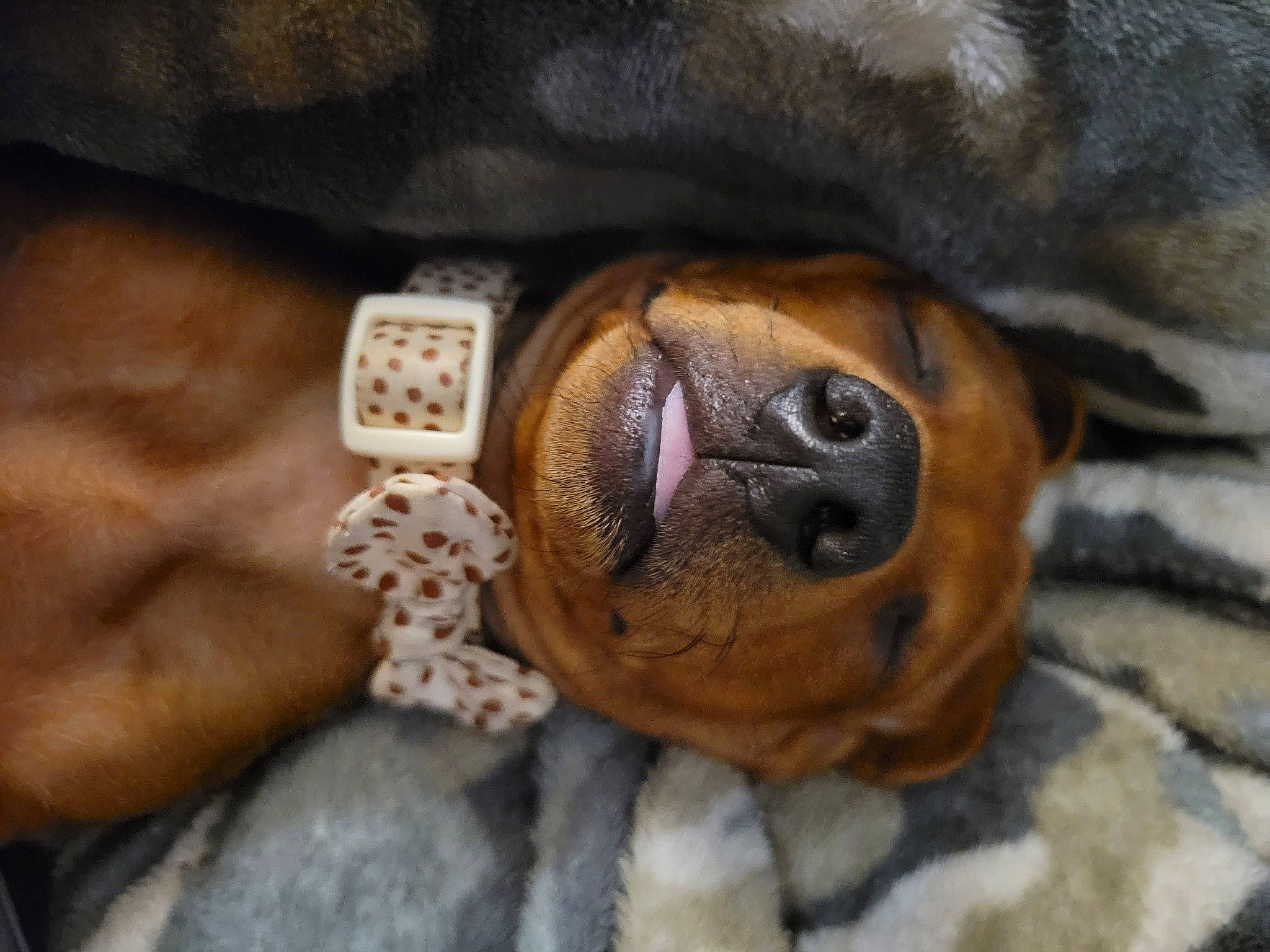 Skippy joined the competition — help win amazing prizes! canidae, carnivore, comfort, companion_dog, dog, dog_breed, fawn, fur, jewellery, liver, paw, snout, sporting_group, terrestrial_animal, toy_dog, whiskers, wood, working_animal, wrinkle, wrist