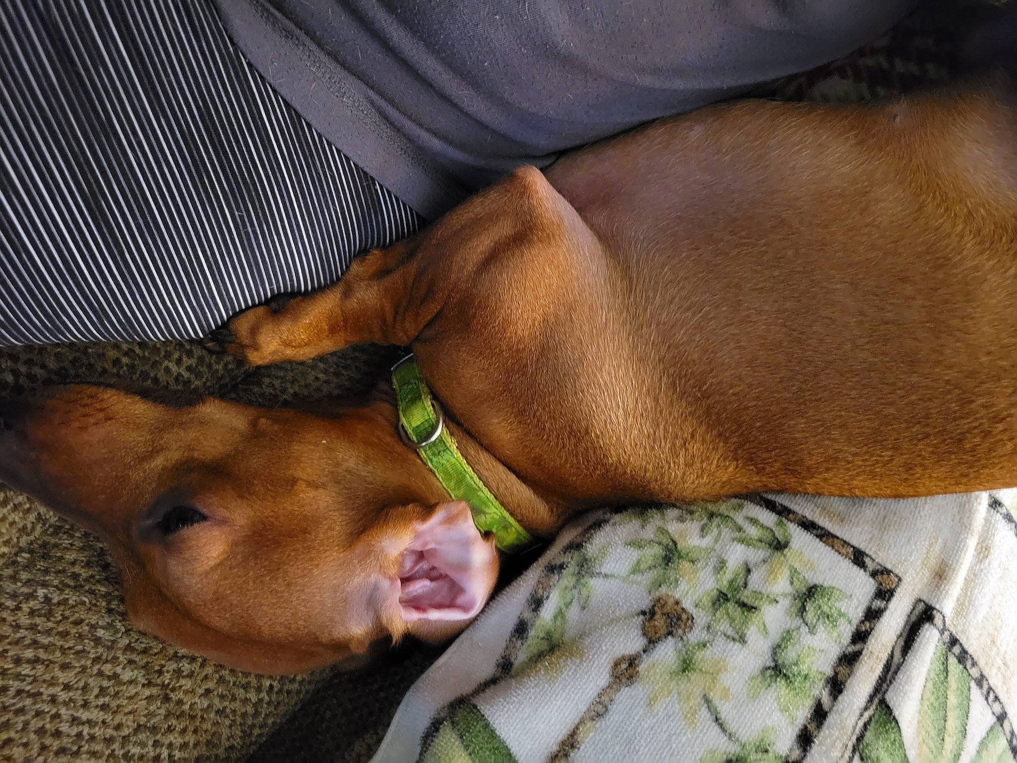 Skippy is registered to the contest to win money with this photo: canidae, carnivore, comfort, companion_dog, dog, dog_breed, fawn, fur, human_leg, linens, liver, nap, non_sporting_group, sleep, sporting_group, working_animal