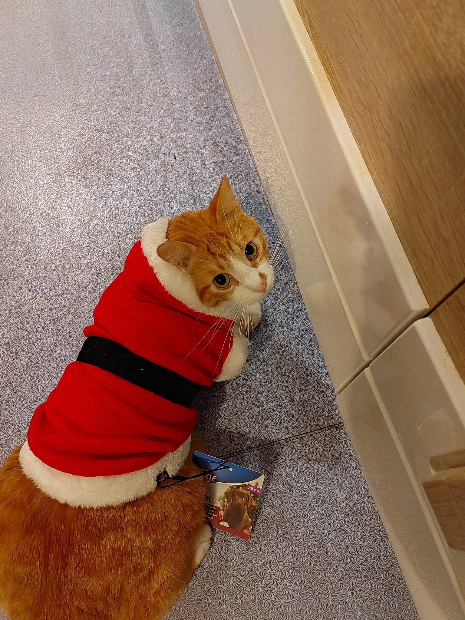 Carter participe au concours pour gagner de l'argent avec cette photo : carnivore, cat, collar, costume_hat, domestic_short_haired_cat, fashion_accessory, fawn, felidae, flooring, fur, hardwood, human_leg, sleeve, small_to_medium_sized_cats, snout, tail, varnish, whiskers, wood, wood_stain
