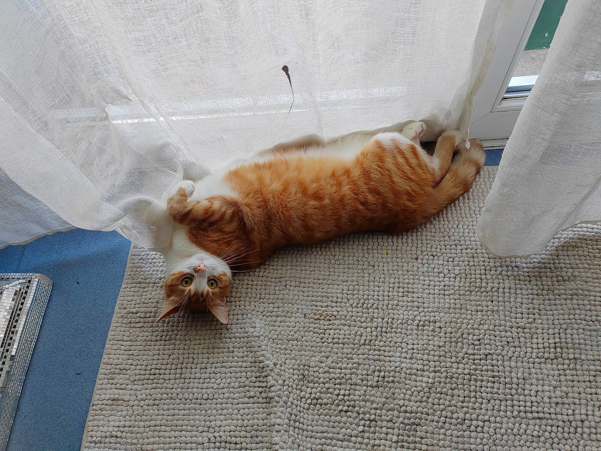 Carter a rejoint le concours — aidez-le/la à gagner de superbes lots ! canidae, carnivore, cat, claw, comfort, domestic_short_haired_cat, fawn, felidae, flooring, foot, fur, hardwood, human_leg, linens, small_to_medium_sized_cats, tail, textile, whiskers, wood, woven_fabric