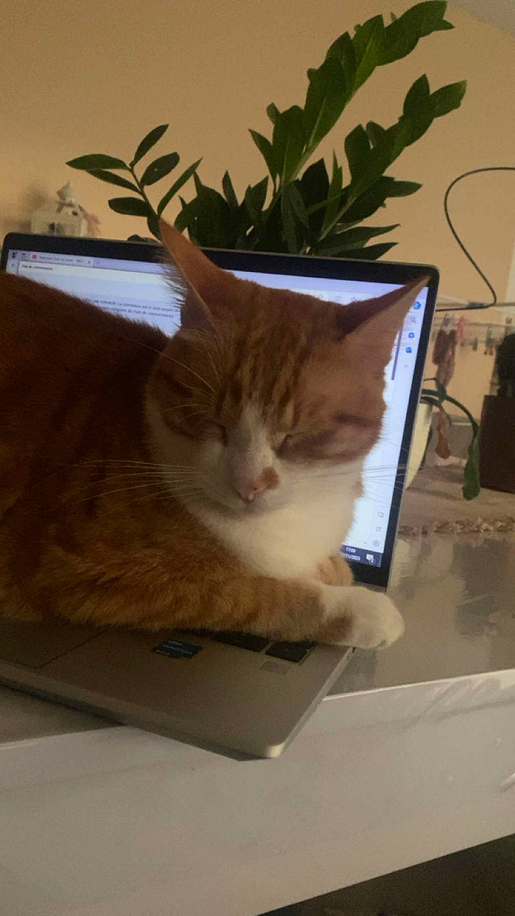 Carter a rejoint le concours — aidez-le/la à gagner de superbes lots ! box, carnivore, cat, computer_monitor, display_device, domestic_short_haired_cat, fawn, felidae, flowerpot, fur, gadget, houseplant, plant, room, shelf, small_to_medium_sized_cats, tail, whiskers, window, wood