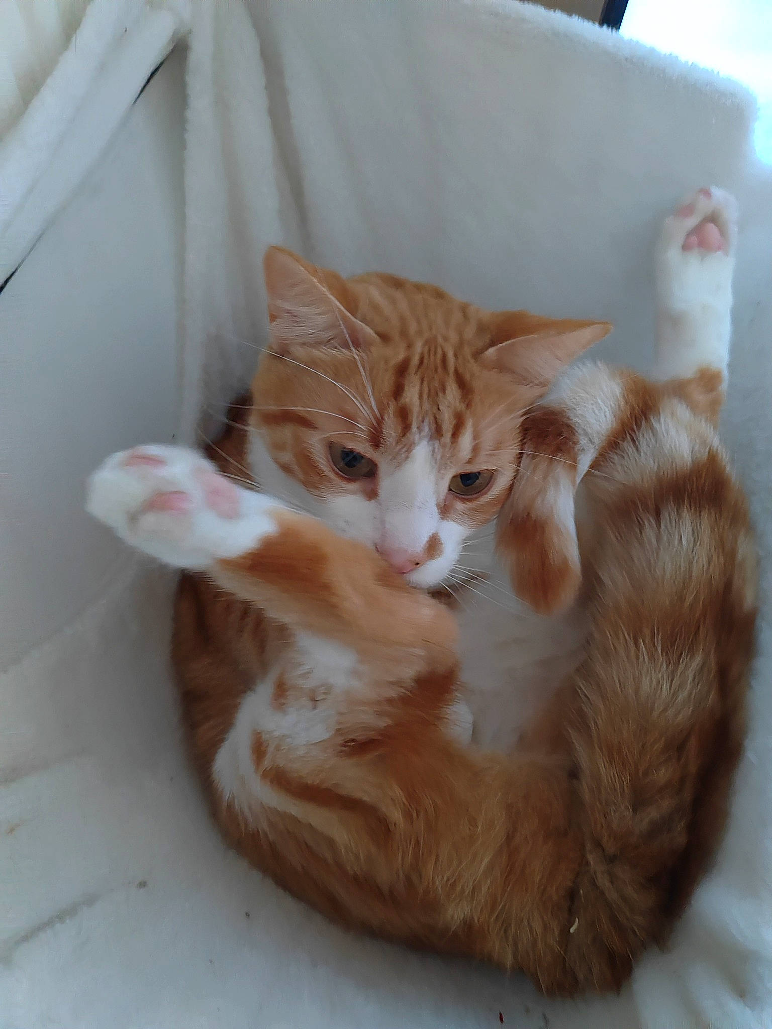 Carter a rejoint le concours — aidez-le/la à gagner de superbes lots ! carnivore, cat, claw, comfort, domestic_short_haired_cat, fawn, felidae, fur, paw, small_to_medium_sized_cats, tail, whiskers, wood