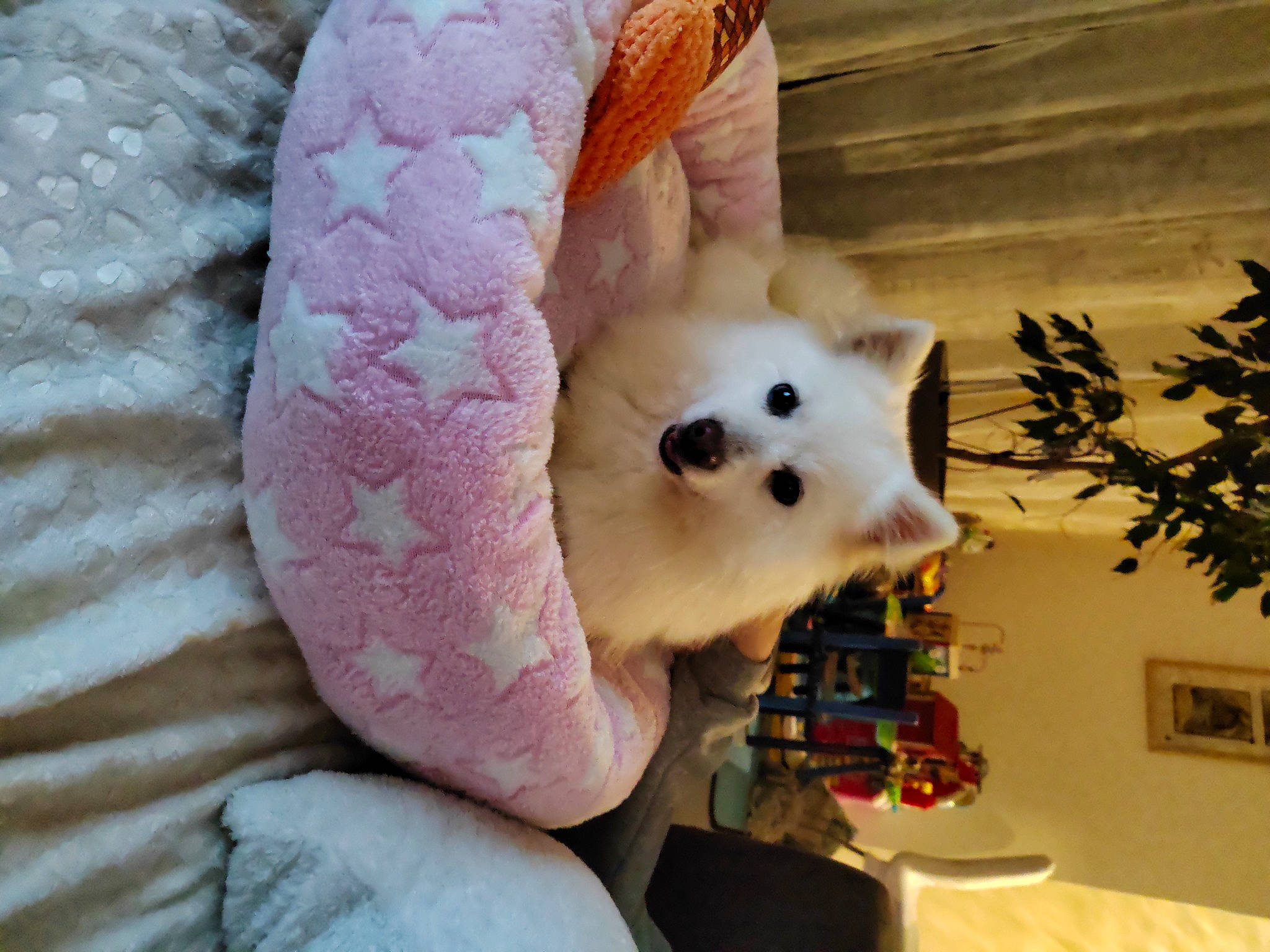 Luna a rejoint le concours — aidez-le/la à gagner de superbes lots ! canidae, carnivore, companion_dog, event, fashion_accessory, fawn, felidae, fur, magenta, pink, plant, plush, room, small_to_medium_sized_cats, stuffed_toy, tail, toy, tree, whiskers, window