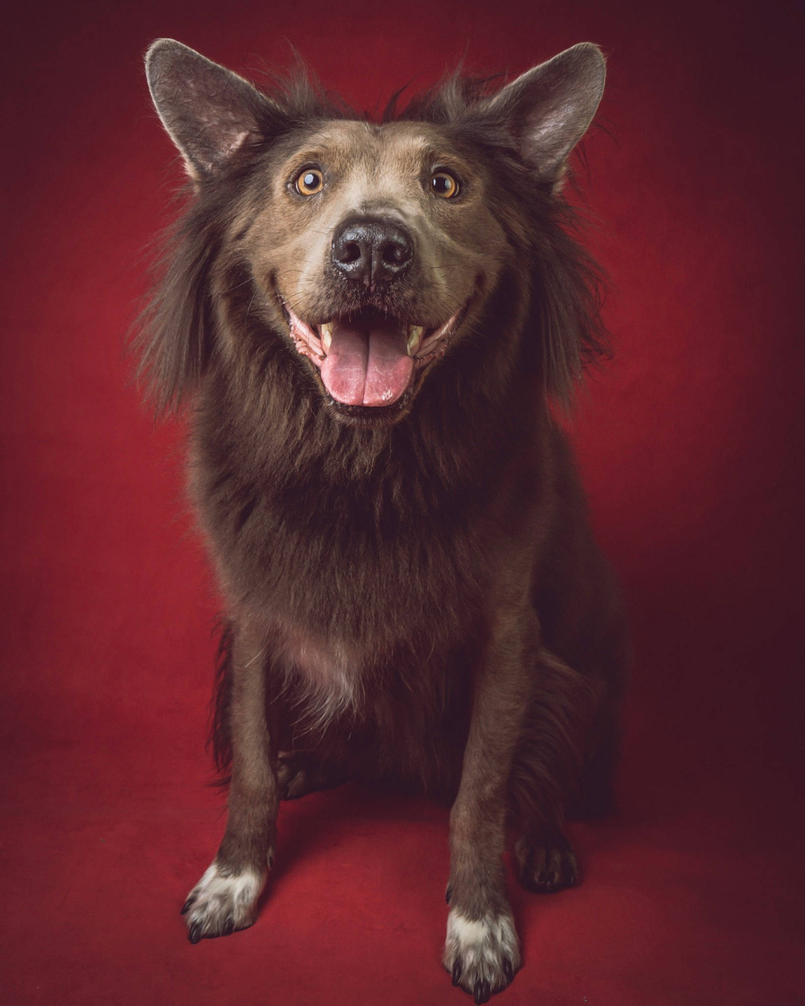 Chawlie joined the competition — help win amazing prizes! ancient_dog_breeds, canidae, carnivore, companion_dog, darkness, dog, dog_breed, fang, felidae, flash_photography, fur, non_sporting_group, snout, sporting_group, terrestrial_animal, whiskers, working_animal, working_dog