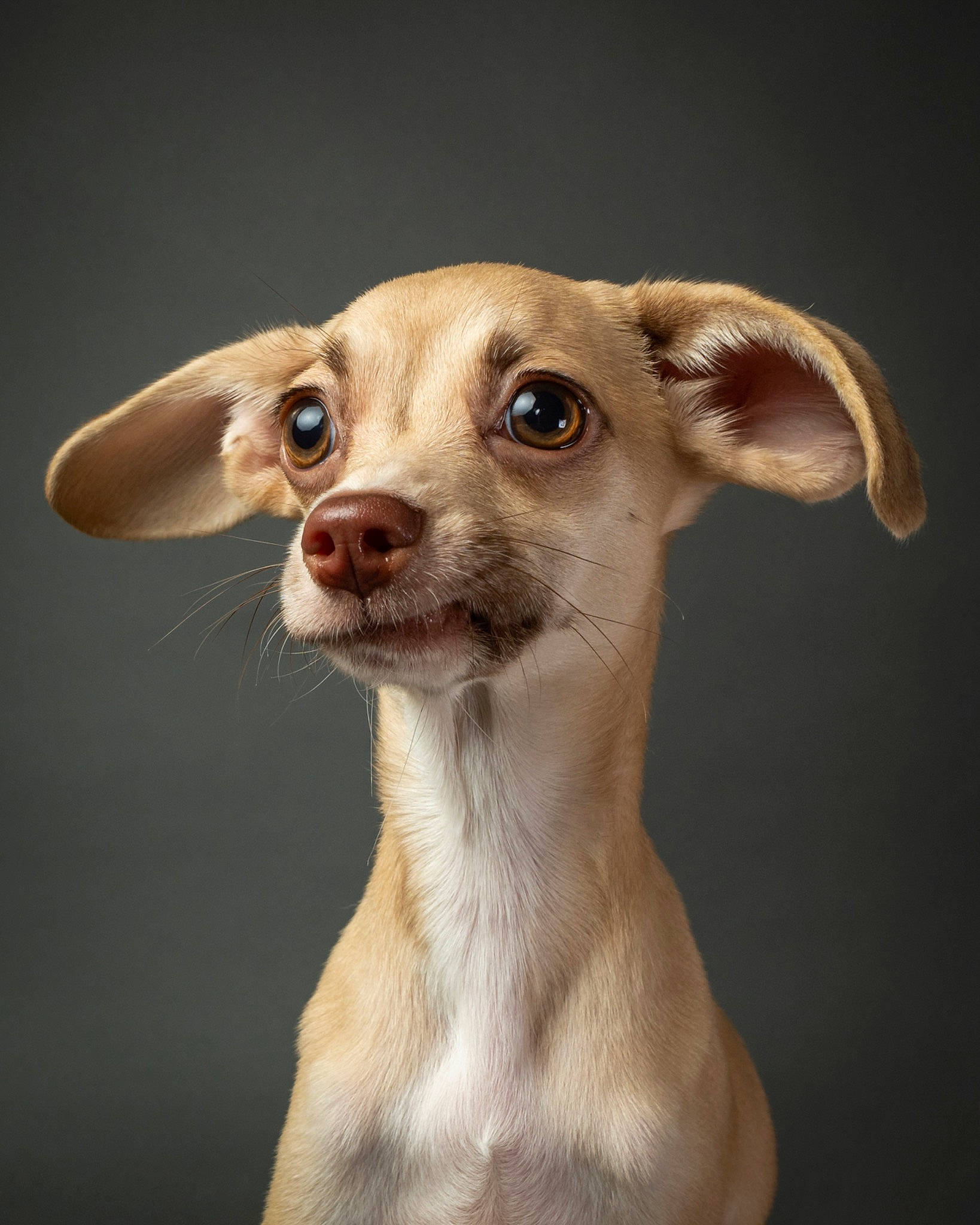 Festor is registered to the contest to win money with this photo: canidae, carnivore, chihuahua, companion_dog, dog, dog_breed, ear, fawn, fur, russkiy_toy, sighthound, snout, terrestrial_animal, toy_dog, whiskers, working_animal