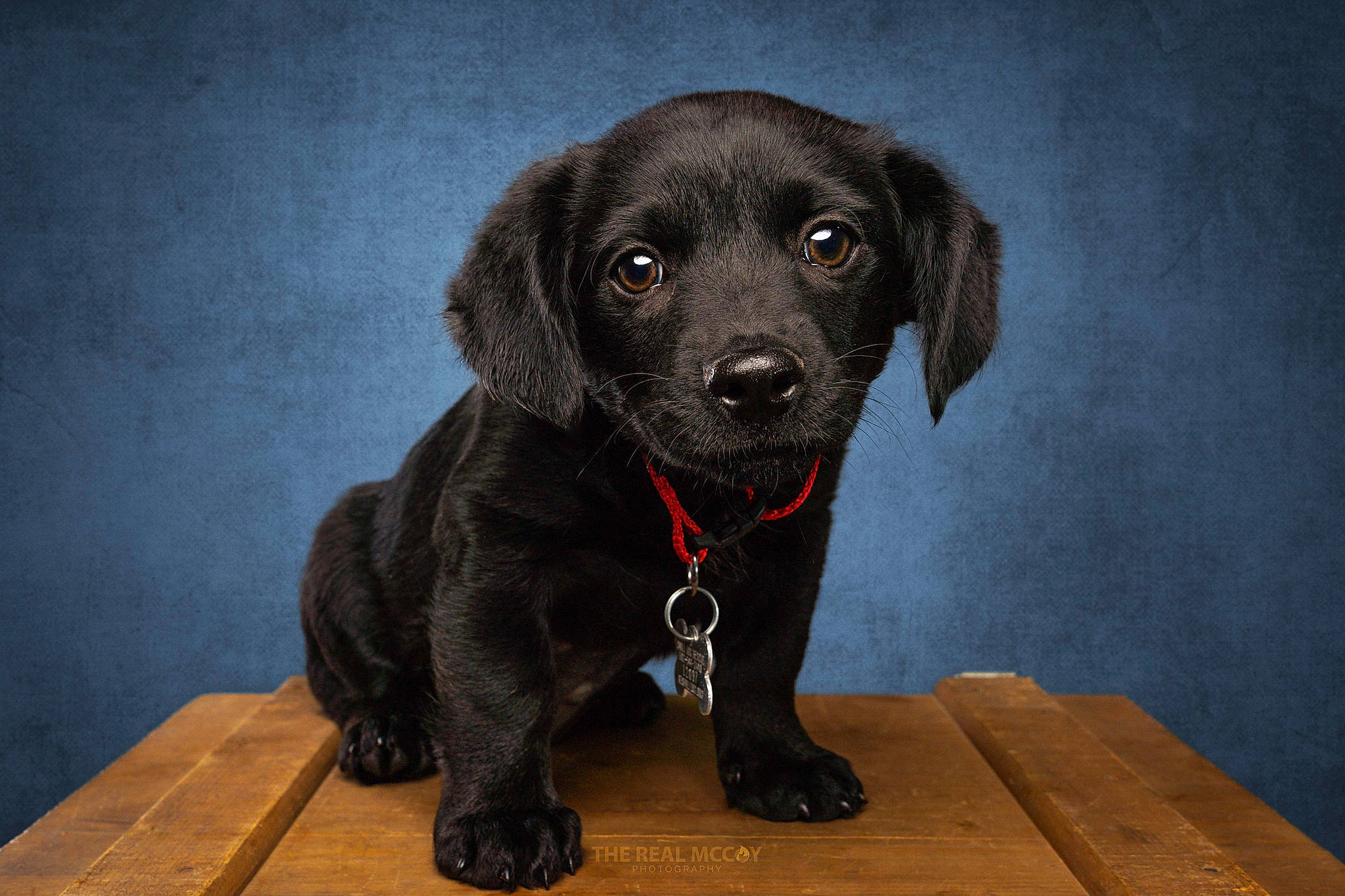 Charlie joined the competition — help win amazing prizes! borador, canidae, carnivore, companion_dog, dog, dog_breed, fur, gun_dog, hunting_dog, liver, snout, sporting_group, table, terrestrial_animal, whiskers, working_animal