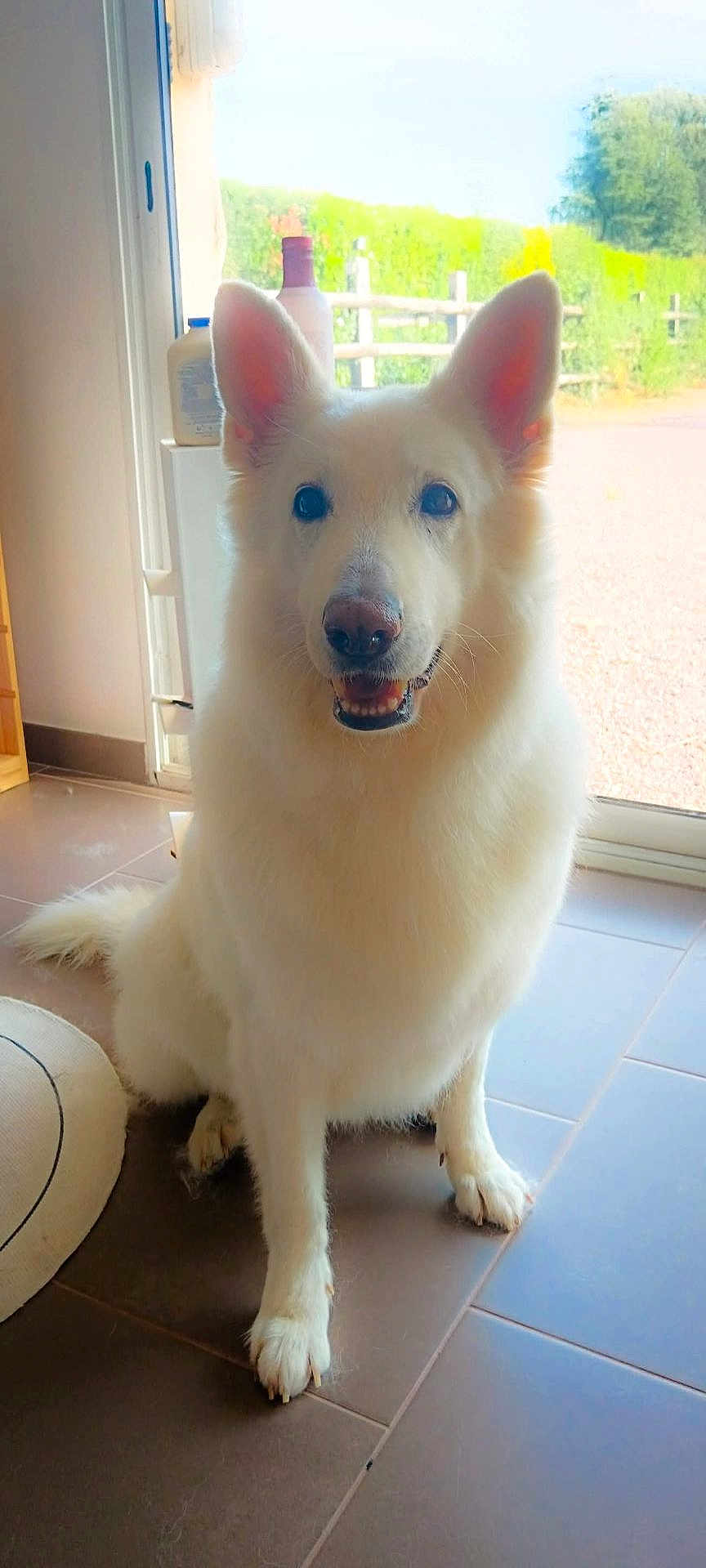 Laïka