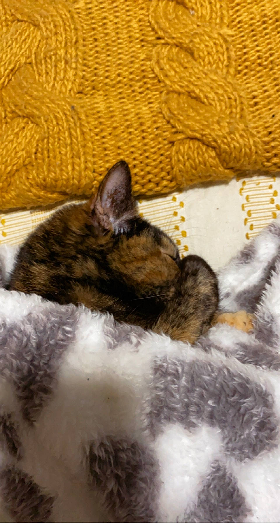 Stevie joined the competition — help win amazing prizes! black_cat, canidae, carnivore, cat, cat_bed, cat_supply, claw, comfort, domestic_short_haired_cat, felidae, fur, linens, nap, paw, sleep, small_to_medium_sized_cats, snout, tail, terrestrial_animal, whiskers