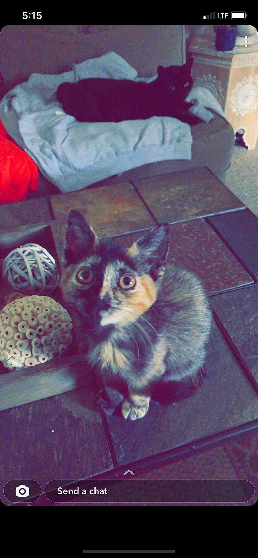 Stevie is registered to the contest to win money with this photo: carnivore, cat, cat_supply, comfort, couch, domestic_short_haired_cat, door, fawn, felidae, flooring, fur, grey, linens, pillow, room, small_to_medium_sized_cats, snout, tail, toy, whiskers