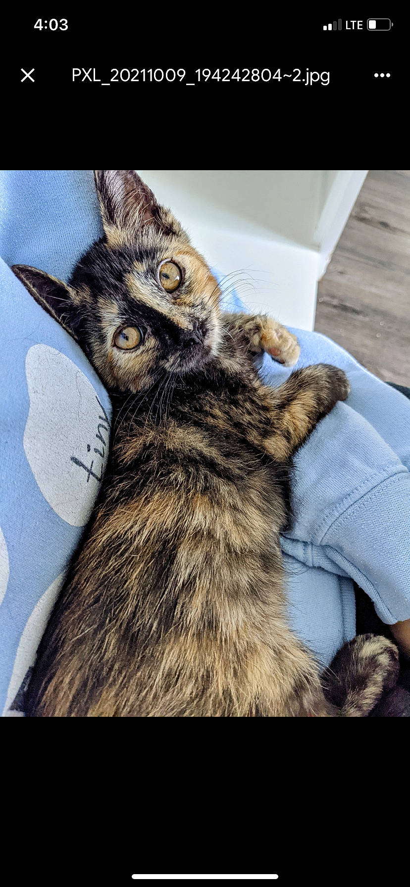 Stevie joined the competition — help win amazing prizes! carnivore, cat, claw, comfort, domestic_short_haired_cat, ear, felidae, fur, metal, paw, small_to_medium_sized_cats, tail, terrestrial_animal, whiskers