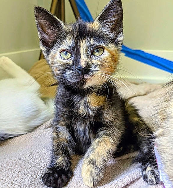 Stevie is registered to the contest to win money with this photo: carnivore, cat, cat_supply, claw, comfort, domestic_short_haired_cat, felidae, fur, paw, small_to_medium_sized_cats, snout, tail, terrestrial_animal, whiskers