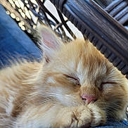 Oakley is registered to the contest to win money with this photo: kitten, cat, sleeping, orange_fur, close_up, paw, cozy, blue_fabric, wicker_chair, resting, pet, animal, cute, feline, soft, domestic_cat, relaxed, whiskers, indoor, fur