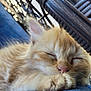 kitten, cat, sleeping, orange_fur, close_up, paw, cozy, blue_fabric, wicker_chair, resting, pet, animal, cute, feline, soft, domestic_cat, relaxed, whiskers, indoor, fur