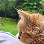 Oakley joined the competition — help win amazing prizes! kitten, orange_cat, fluffy, close_up, side_profile, whiskers, fur, resting, blanket, soft_texture, outdoor, greenery, nature, blurred_background, peaceful, cute, pet, animal, domestic_cat, young_cat