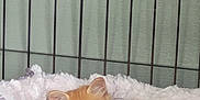 Oakley joined the competition — help win amazing prizes! kitten, cat, pet, cage, bed, cozy, furry, orange, sleepy, cute, animal, indoor, soft, resting, feline, young, domestic, comfort, purple, closeup